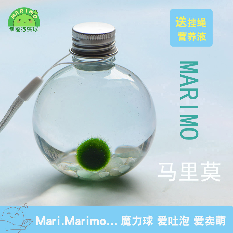 包邮幸福海藻球marimo球藻DIY水培微景观生态瓶创意桌面迷你植物