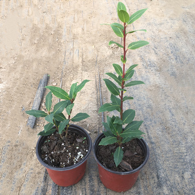 香叶树苗盆栽地中海月桂树食用调料树阳台庭院花卉绿植南北方种植 - 图1