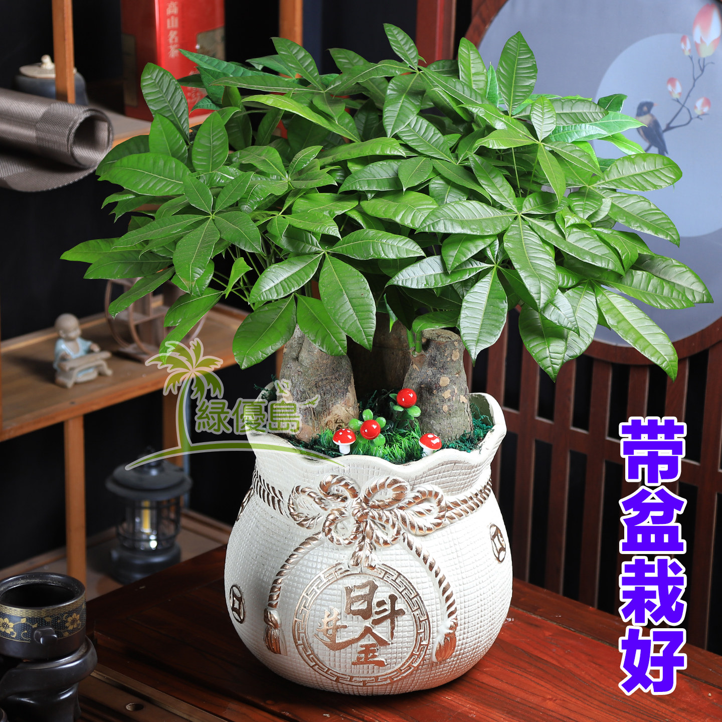 发财树带盆栽好大型办公室内绿植物盆景前台公司开业新房入伙花卉,淘宝优惠券,粉丝福利购,淘宝优惠卷