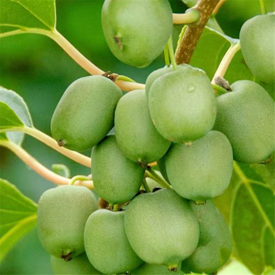 多年生结果爬藤【软枣猕猴桃】奇异果苗南北方植物1加仑盆栽包邮