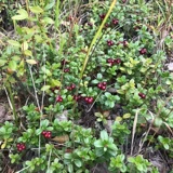 Северо -восток дикой сухой клюквы в объеме целых 500 г выпечки без засаханных закусок клюквы, пропитанных в воде для бесплатной доставки