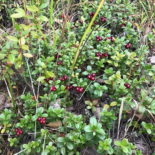 Северо -восток дикой сухой клюквы в объеме целых 500 г выпечки без засаханных закусок клюквы, пропитанных в воде для бесплатной доставки