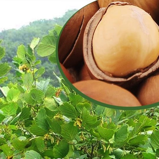 Liu Qian's new Northeast specialty 500g hazelnuts