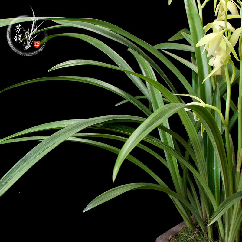 兰花苗带花苞建兰天香素浓香型盆栽观花植物室内四季好养名贵花卉 - 图2