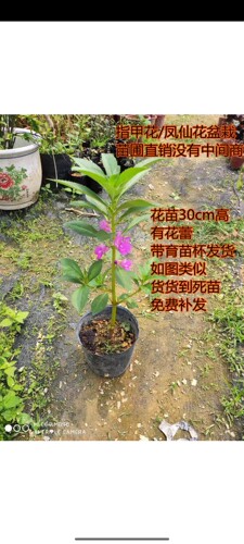 有花蕾凤仙花指甲花鲜活盆栽 货到死苗免费补发 - 图0