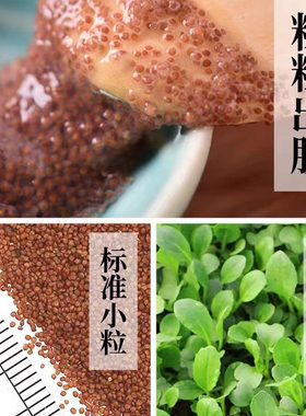 亚太名媛同款泰国进口海藻面膜