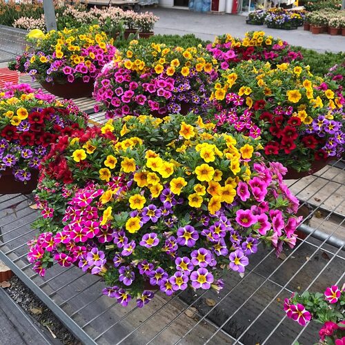 牵牛花种孑重瓣矮牵牛花四季播种开花垂吊喇叭花室内外盆栽花籽子 - 图0