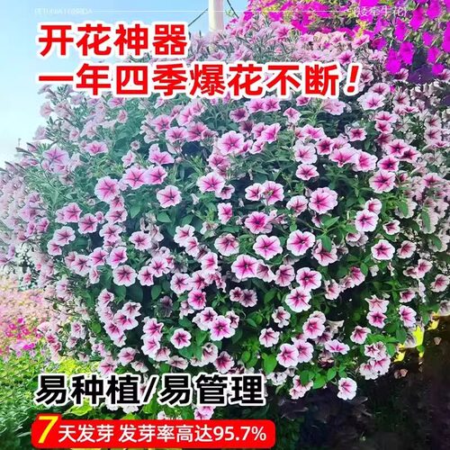 牵牛花种孑重瓣矮牵牛花四季播种开花垂吊喇叭花室内外盆栽花籽子 - 图3