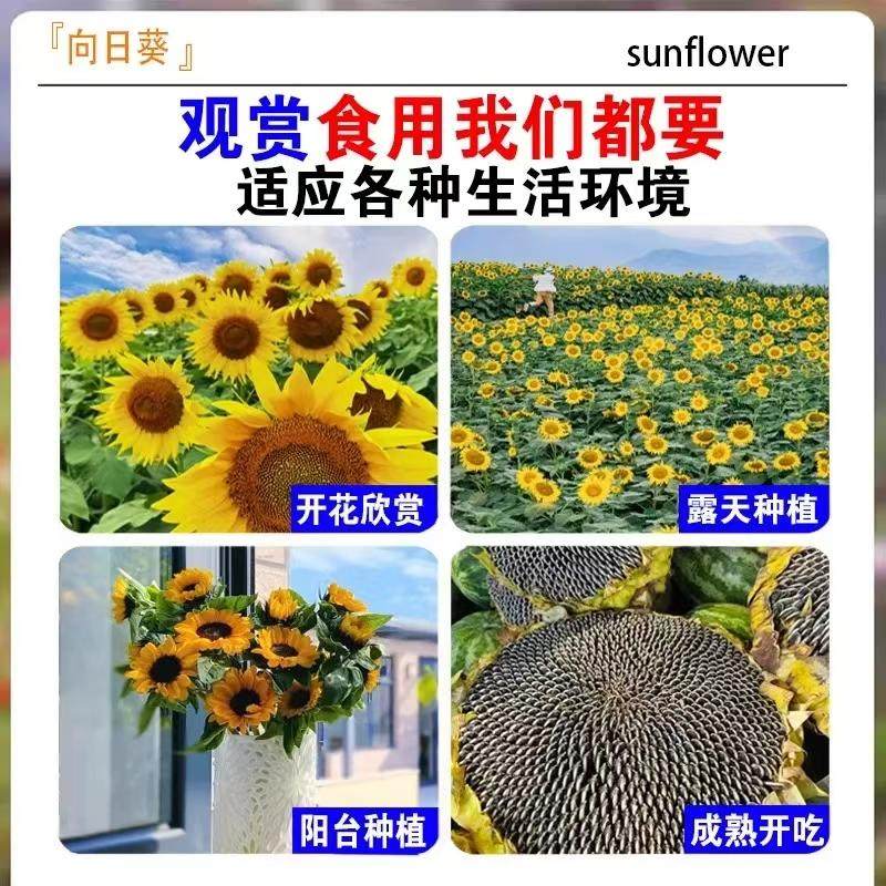 向日葵种孑花种籽子矮四季播种开花高杆观赏盆栽庭院食用葵花种子,淘宝优惠券,粉丝福利购,淘宝优惠卷