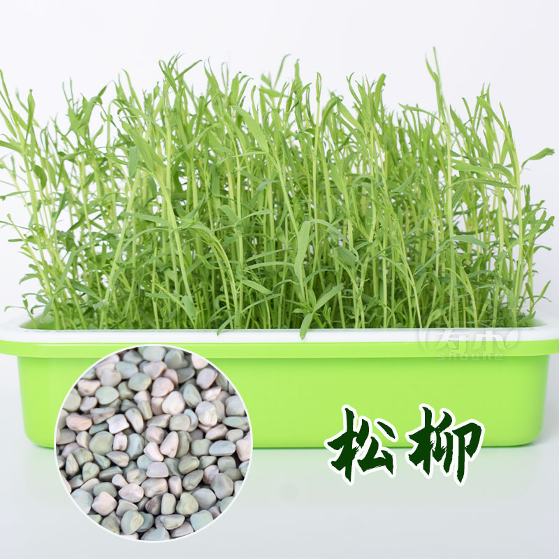 四季芽苗菜种子豌豆种籽萝卜苗香椿小麦草蔬菜芽菜种植盘孑麻豌豆-图1