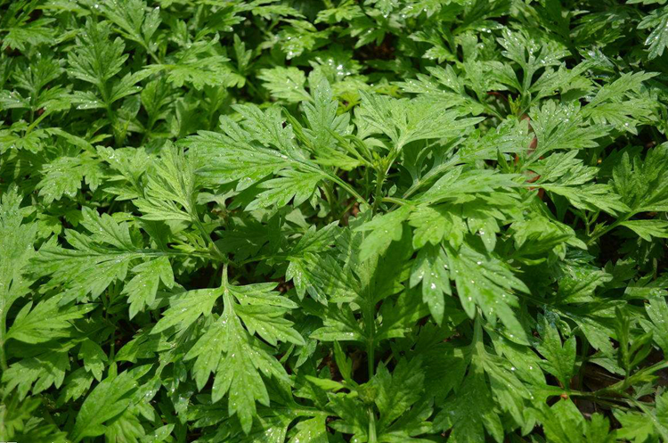 野生细叶艾草种子食用药用靳艾蒿青蒿香青团艾绒驱四季驱蚊草籽-图1