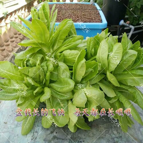 孔雀菜种籽汉斯八宝菜种子孔雀菜种子蔬菜种子四季栽培盆栽春季籽 - 图2