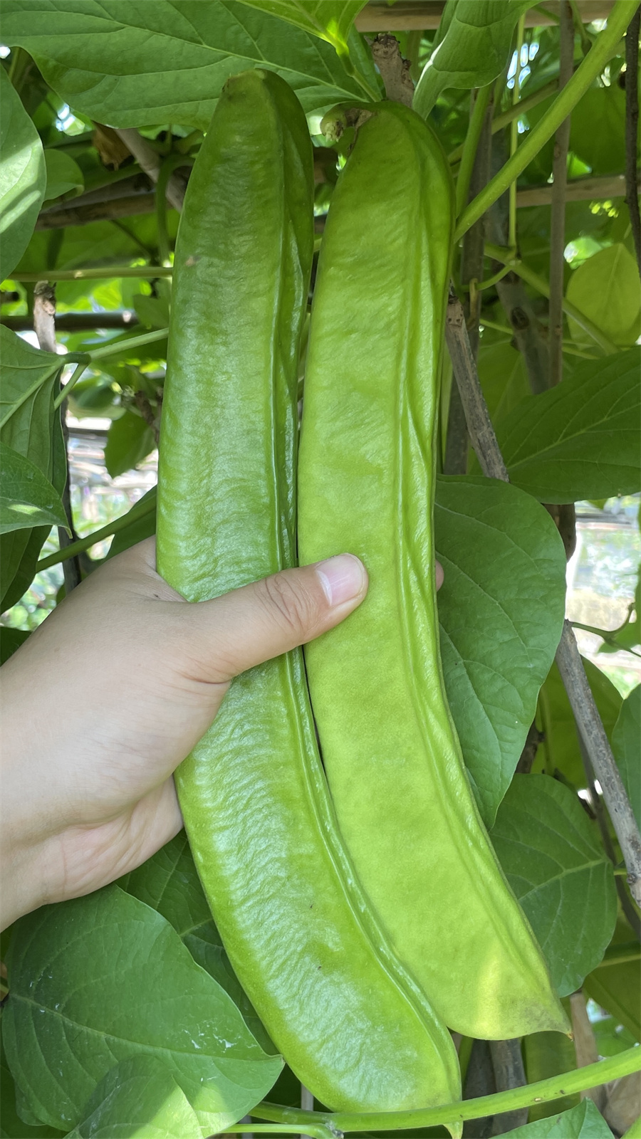 红刀豆种子庭院栽培种籽盆栽春季夏秋四季豆角阳台农家菜豆种孑-图1