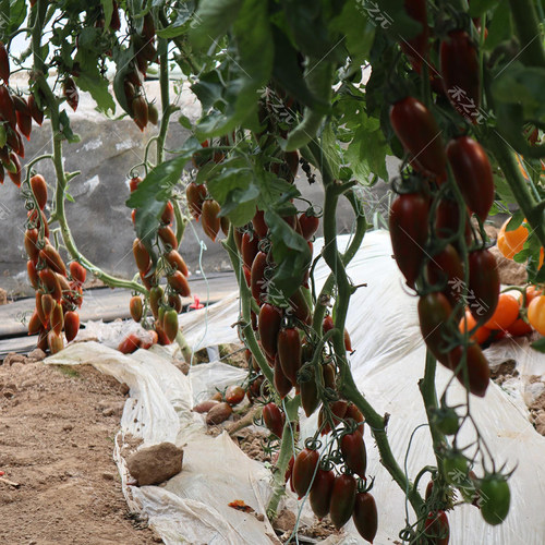 紫霞番茄种子西红柿种籽盆栽春季播冬季樱桃圣女果盆栽蔬菜种孑 - 图0