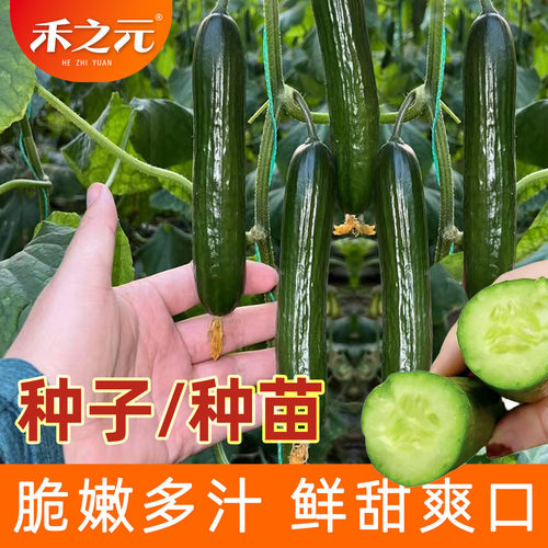 水果黄瓜苗 绿芯肉 绿瓤黄瓜种子 黄瓜秧苗 四季春季种籽秋蔬菜 - 图2