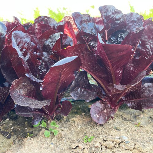 紫直立生菜种子意大利拉生菜生菜青菜种籽春四季秋冬季播盆栽蔬菜 - 图2