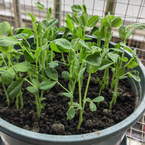 无须豌豆苗种籽豌豆种籽尖芽苗菜种子四季蔬菜秋冬季荷兰豆菜籽 - 图0