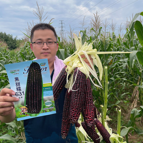黑甜糯631黑糯玉米种子紫水果玉米种籽四季春种孑甜糯米种禾之元 - 图0