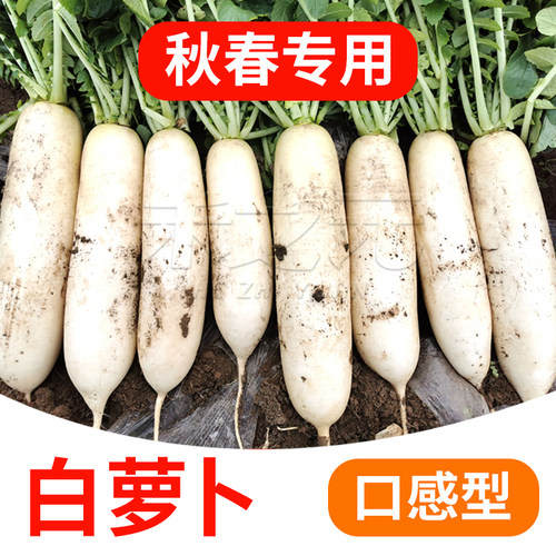 九斤王玉白萝卜沙窝青水果甜萝卜种子大全白皮秋季老品种蔬菜种籽 - 图0