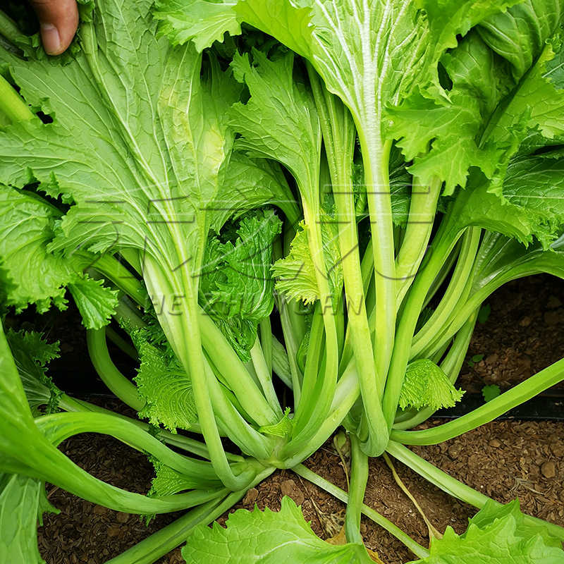 清香碧玉叶芥菜种子小青菜种籽芥菜种孑秋季梅干沙拉农家南方蔬菜-图1