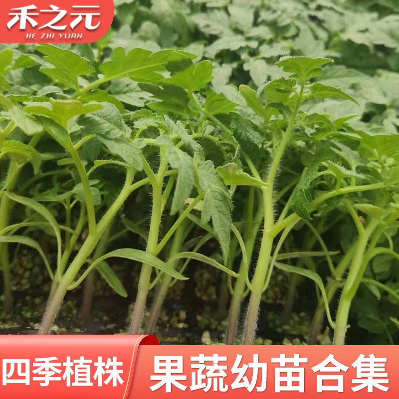 春季种植蔬菜种子四季播种阳台农家庭院盆栽苗秧四季蔬菜种苗植株 - 图0