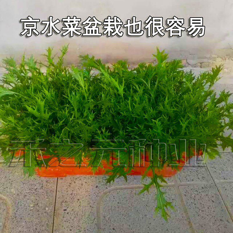京水菜种子水晶菜种籽北京特菜春播保健野菜种子四季种