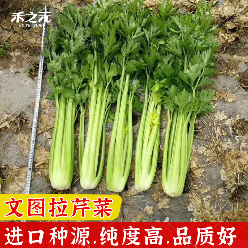 荷兰文图拉芹菜种子蔬菜种子高产芹菜西芹种籽青菜孑大棚禾之元-图0