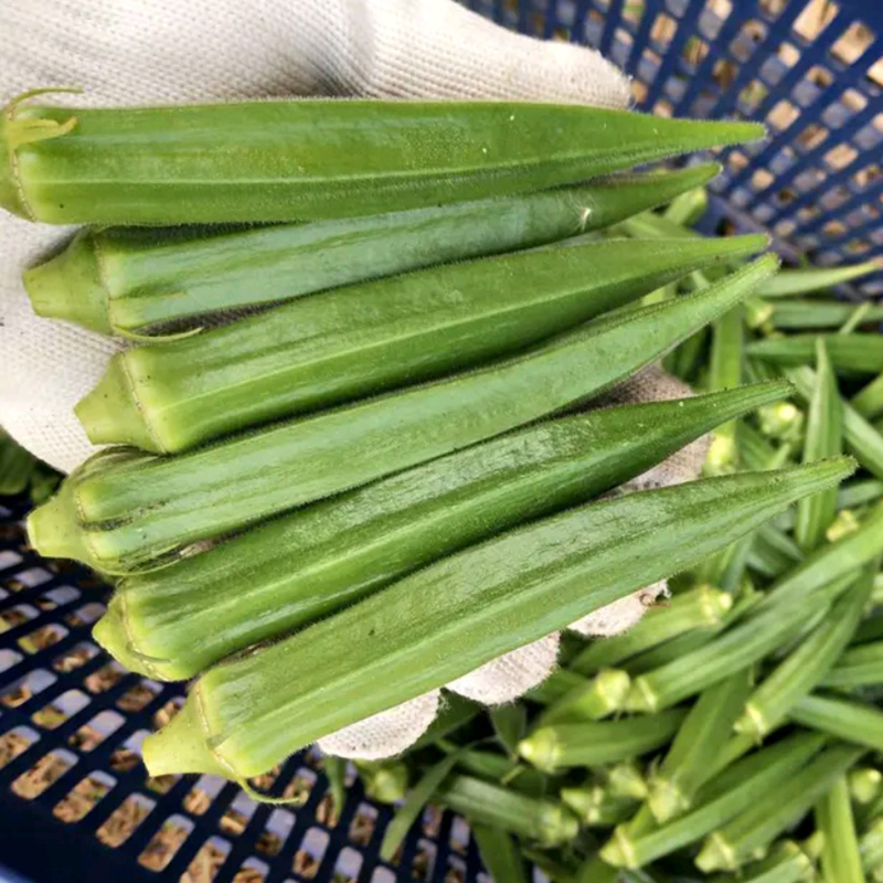 黄秋葵种子大全绿春夏季四季秋葵苗秧水果种籽蔬菜种孑秋冬农家,淘宝优惠券,粉丝福利购,淘宝优惠卷