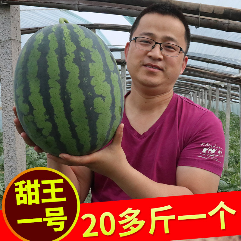 春季蔬菜种子玉米番茄辣椒西甜瓜种籽大全种孑南瓜香菜空心韭葱生,淘宝优惠券,粉丝福利购,淘宝优惠卷