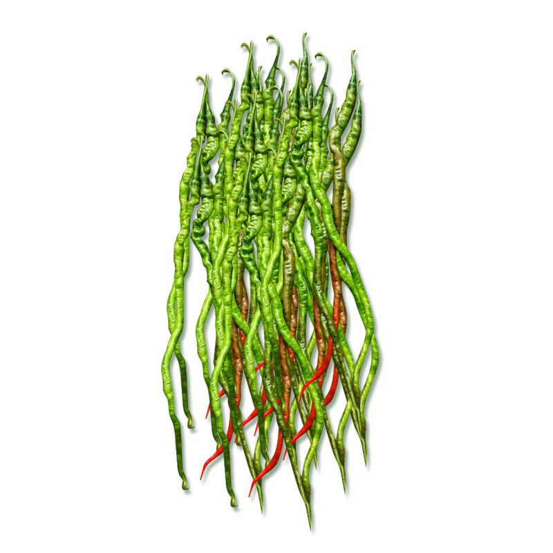 螺丝线椒种子农家基地种苗大型蔬果长辣椒种籽种孑线椒蔬菜四季苗,淘宝优惠券,粉丝福利购,淘宝优惠卷