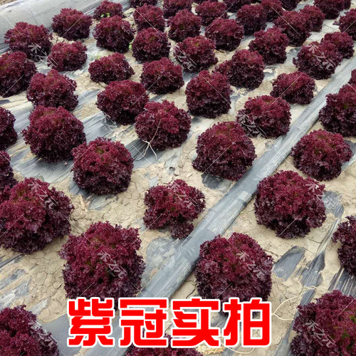 紫莎红皱紫叶生菜种子红生菜种籽春季夏秋冬季高产四季彩色水培青 - 图1