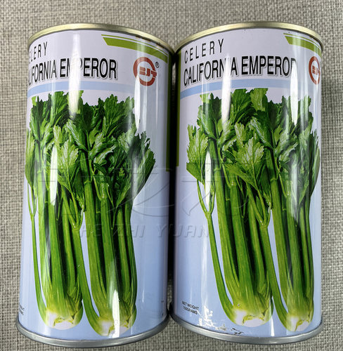 加洲王芹菜种子西芹四季蔬菜青菜西芹种子春夏秋冬香芹种籽孑 - 图0