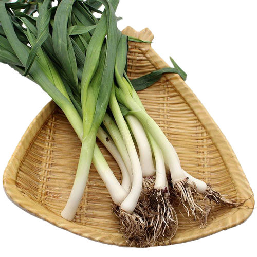 韭葱种子蒜苗海蒜小根蒜青蒜菜大蒜四季播春籽蔬菜种籽春秋冬季 - 图3