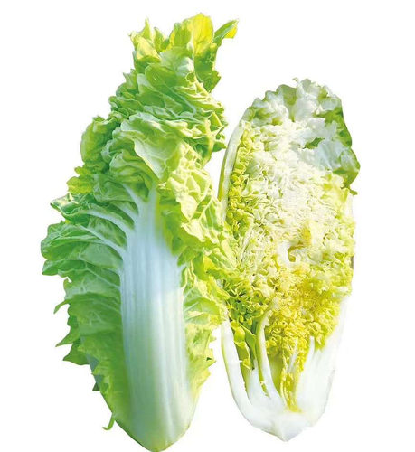 津金丝白小白菜种子种孑娃娃菜种籽快菜早熟春夏秋冬季四季青菜籽 - 图2