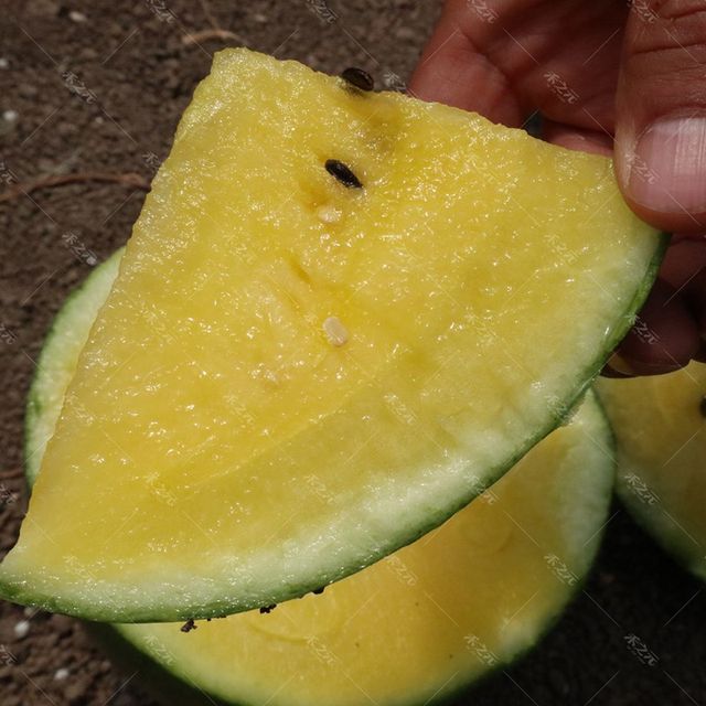Spring sowing super sweet watermelon seeds yellow flesh seeds