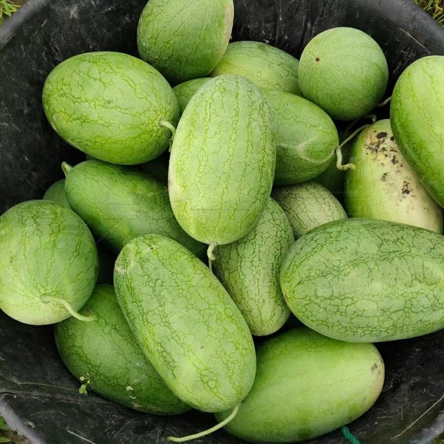 Spring sowing super sweet watermelon seeds yellow flesh seeds