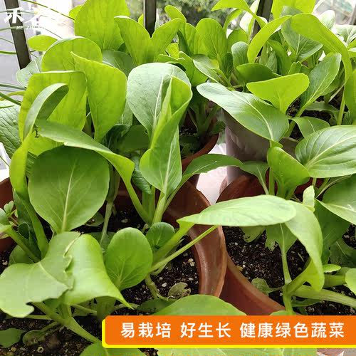 鸡毛菜菜籽油菜种子上海青菜蔬菜种籽大全秋冬阳台盆裁小白菜四季 - 图2
