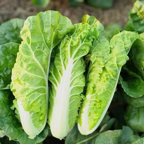 津金丝白小白菜种子种孑娃娃菜种籽快菜早熟春夏秋冬季四季青菜籽 - 图0