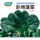 Four Seasons Autumn and Winter Vegetable Seeds Green Rapeseed