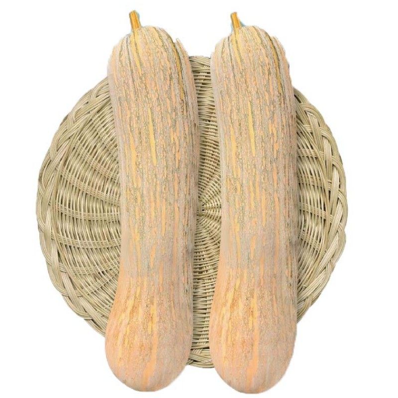 健美蜜本南瓜种子超甜粉面密本南瓜种子甜面南瓜种籽早熟高产蔬菜,淘宝优惠券,粉丝福利购,淘宝优惠卷