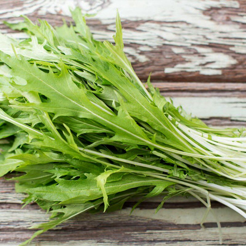 京水菜种子水晶菜种籽北京特菜春播保健野菜种子四季种