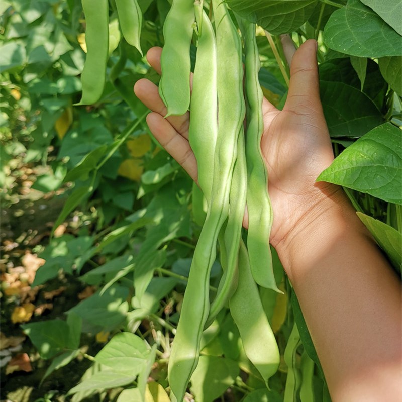 寿光蔬菜种子 双宽佳冠王芸豆冬春播大棚露地四季豆春秋春季种籽 - 图1