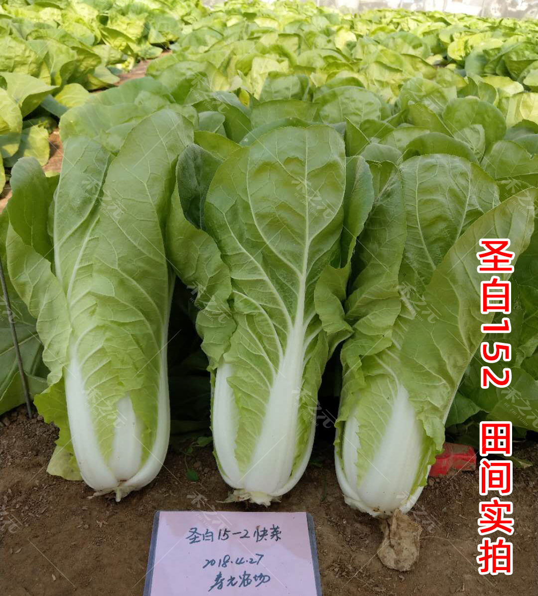 快菜种子小白菜籽四季小白菜种籽苗春秋冬季青蔬菜菜种籽大全种孑-图2