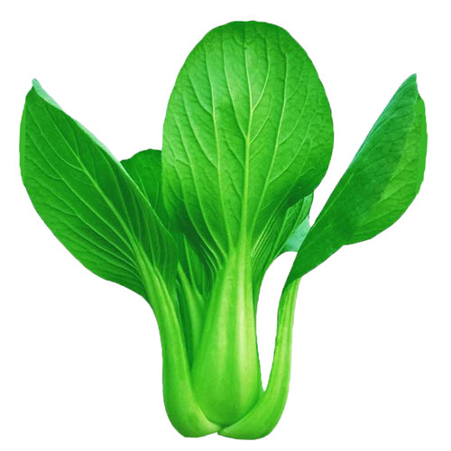 上海青菜籽种子蔬菜种大全鸡毛菜油菜青菜小白菜四季苏州秋冬季种 - 图3