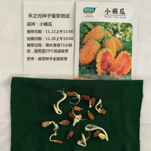 小濑瓜种子盆栽赖癞葡萄金铃子小癞瓜籽苦瓜蔬菜种孑秋冬春季四季 - 图0