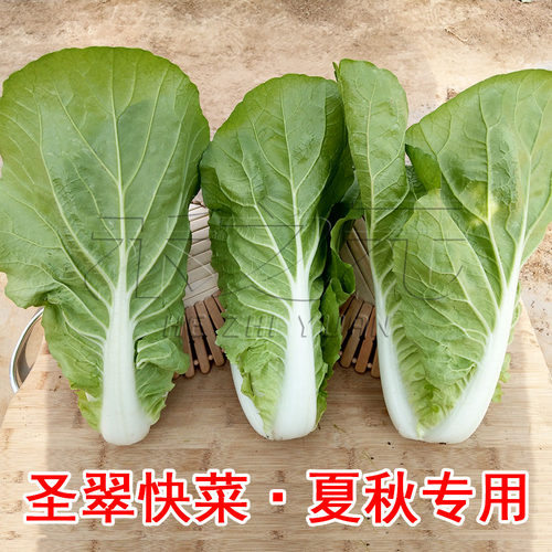 春夏季快菜种子小白菜籽四季耐热高温种籽苗阳台速生青菜蔬菜大全 - 图2
