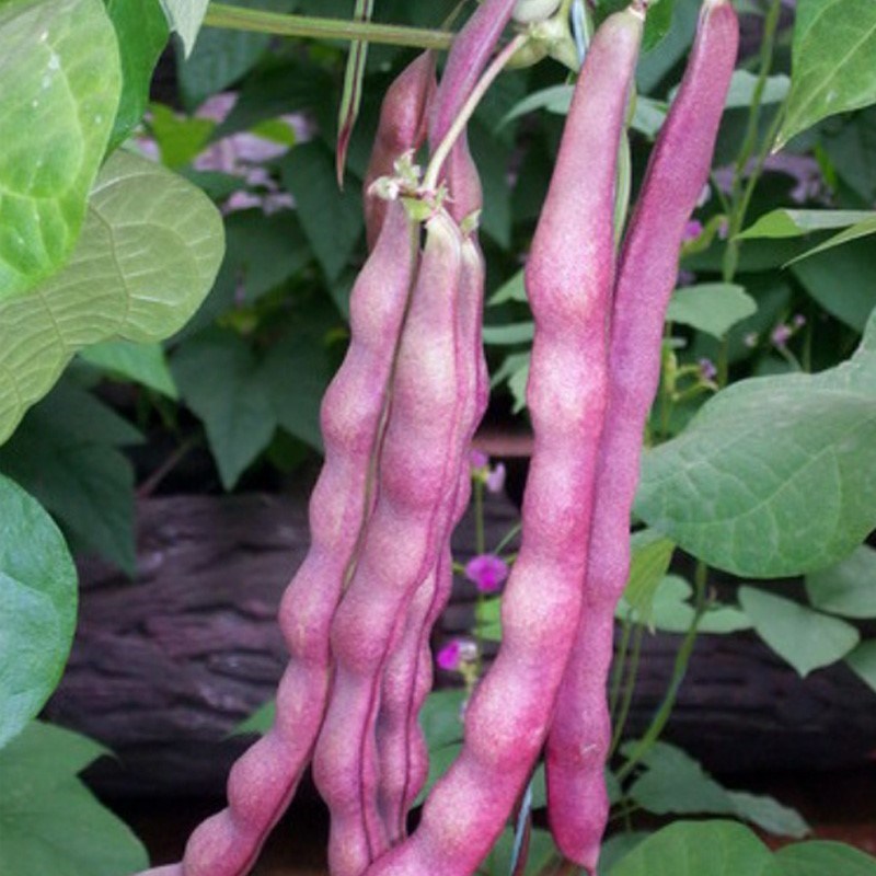 紫芸豆蔬菜春秋紫架豆种子紫架豆种籽春季秋冬季蔬菜种籽禾之元-图0