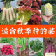 Four Seasons Autumn and Winter Vegetable Seeds Green Rapeseed