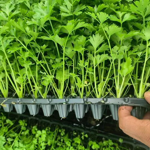 四季小香芹种子大全芹菜苗种籽秧苗芹菜种子季青菜籽蔬菜种孑农家 - 图2