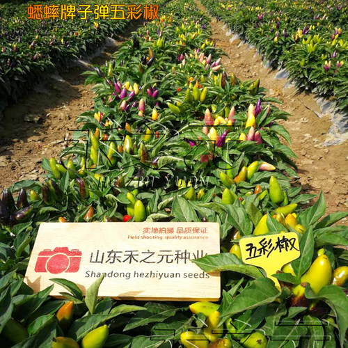 五彩椒种子七彩辣椒种籽四季朝天椒辣椒种孑蔬菜种苗小米盆栽线椒 - 图1